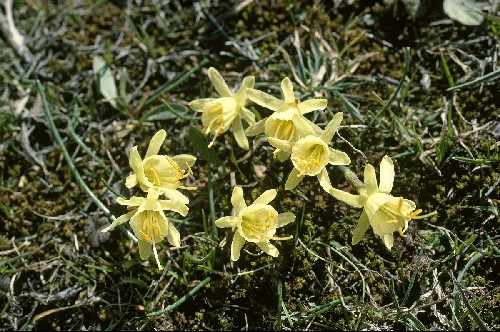 Narcissus hedraeanthus